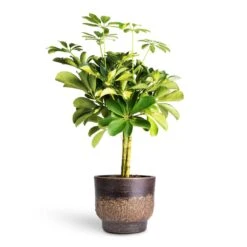 Schefflera Gold Capella - Stemmed Dwarf Umbrella Tree -Garden Potted Plant Shop Schefflera Gold Capella Stemmed Dwarf Umbrella Tree 14x50cm Aico Plant Pot Shiny Brown 17x13cm