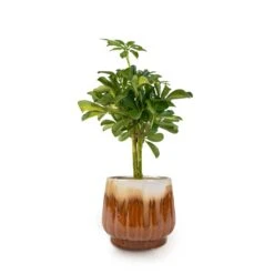 Schefflera Gold Capella - Stemmed Dwarf Umbrella Tree -Garden Potted Plant Shop Schefflera Gold Capella Stemmed Dwarf Umbrella Tree 14x50cm Alice Plant Pot Caramel 18x16cm