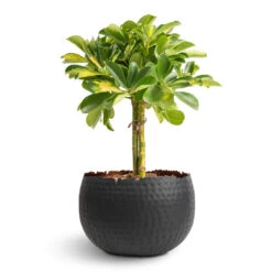 Hammered Bowl - Black With Copper -Garden Potted Plant Shop Schefflera Gold Capella Stemmed Dwarf Umbrella Tree 14x50cm Hammered Bowl Black with Copper 19x14cm 1