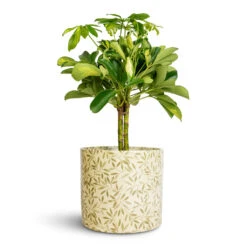 Lazzaro Plant Pot - Sage Foliage 12 Lazzaro Plant Pot - Sage Foliage -Garden Potted Plant Shop Schefflera Gold Capella Stemmed Dwarf Umbrella Tree 14x50cm Lazzaro Plant Pot Sage Foliage 18x16cm