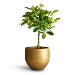 Schefflera Gold Capella - Stemmed Dwarf Umbrella Tree -Garden Potted Plant Shop Schefflera Gold Capella Stemmed Dwarf Umbrella Tree 14x50cm Mini Orb Kevan Plant Pot Metallic Gold 18x15cm copy 2