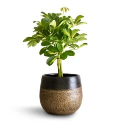 Schefflera Gold Capella - Stemmed Dwarf Umbrella Tree -Garden Potted Plant Shop Schefflera Gold Capella Stemmed Dwarf Umbrella Tree 14x50cm Mya Plant Pot Deep Champagne 18x16cm 2