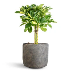 Schefflera Gold Capella - Stemmed Dwarf Umbrella Tree -Garden Potted Plant Shop Schefflera Gold Capella Stemmed Dwarf Umbrella Tree 14x50cm Saar Plant Pot Earth Cement 18x17cm