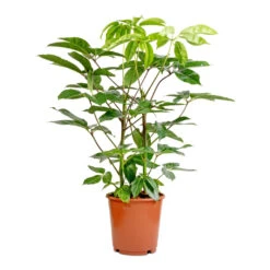Schefflera Actinophylla - Australian Umbrella Tree -Garden Potted Plant Shop Schefflera actinophylla Australian Umbrella Tree 24x100cm