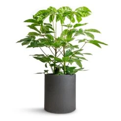 Schefflera Actinophylla - Australian Umbrella Tree -Garden Potted Plant Shop Schefflera actinophylla Australian Umbrella Tree 24x100cm Max Refined Planter Volcano Black 29x29.5cm