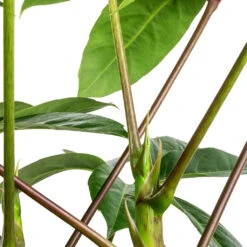 Schefflera Actinophylla - Australian Umbrella Tree -Garden Potted Plant Shop Schefflera actinophylla Australian Umbrella Tree SWATCH
