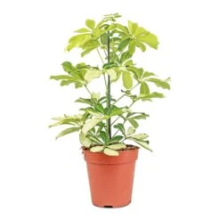 Schefflera Arboricola Melanie - Dwarf Umbrella Tree 7 Schefflera Arboricola Melanie - Dwarf Umbrella Tree -Garden Potted Plant Shop Schefflera arboricola Melanie Dwarf Umbrella Tree 13x45cm