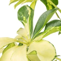 Schefflera Arboricola Melanie - Dwarf Umbrella Tree 8 Schefflera Arboricola Melanie - Dwarf Umbrella Tree -Garden Potted Plant Shop Schefflera arboricola Melanie Dwarf Umbrella Tree SWATCH