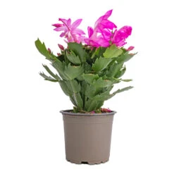 Schlumbergera - Christmas Cactus - Pink/Purple -Garden Potted Plant Shop Schlumbergera Christmas Cactus Pink Purple 12x25cm 2