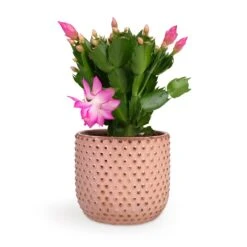 Schlumbergera - Christmas Cactus - Pink/Purple -Garden Potted Plant Shop Schlumbergera Christmas Cactus Pink Purple 12x25cm Bolino Plant Pot Pale Rose 14x13cm d3179c00 b6f5 435b 91c4 2b0b430b41d7