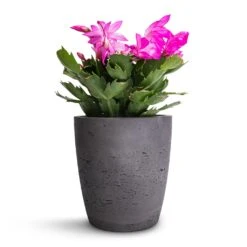 Schlumbergera - Christmas Cactus - Pink/Purple -Garden Potted Plant Shop Schlumbergera Christmas Cactus Pink Purple 12x25cm Gerben Plant Pot Black Washed 15x16cm