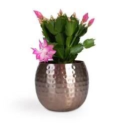 Schlumbergera - Christmas Cactus - Pink/Purple -Garden Potted Plant Shop Schlumbergera Christmas Cactus Pink Purple 12x25cm Kody Metal Plant Pots Set3 Large Rose Gold 53ff83eb 026c 44e6 bf42 8e21b6ae65ff