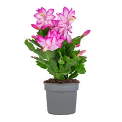 Schlumbergera - Christmas Cactus - Pink/Purple -Garden Potted Plant Shop Schlumbergera Christmas Cactus Pink Purple 9x23cm