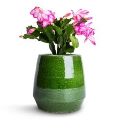 Remi Plant Pot - Green -Garden Potted Plant Shop Schlumbergera Christmas Cactus Pink Purple 9x23cm Remi Plant Pot Green 15x15cm f000648d 2f3a 4720 9826 a92c984dd45f