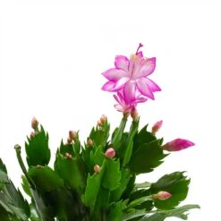 Schlumbergera - Christmas Cactus - Pink/Purple -Garden Potted Plant Shop Schlumbergera Christmas Cactus Pink Purple Leaves