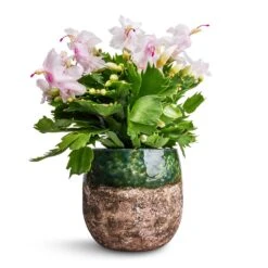 Lindy Plant Pot - Black Green -Garden Potted Plant Shop Schlumbergera Christmas Cactus White 12x25cm Lindy Plant Pot Black Green 16x13cm 38a28bbd a32d 4490 a721 026cf59bbc09