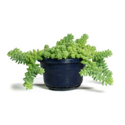 Sedum Burrito - Donkey Tail -Garden Potted Plant Shop Sedum Burrito Donkey Tail 14cm