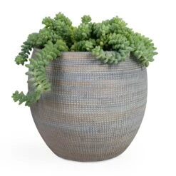 Sedum Burrito - Donkey Tail -Garden Potted Plant Shop Sedum Burrito Donkey Tail 14x20cm Dex Plant Pot Earth 22x20cm e5cf6df4 2ef3 4fa9 97dd 4bacf93f489c