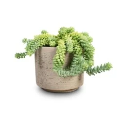 Novi Plant Pot - Grey Washed -Garden Potted Plant Shop Sedum Burrito Donkey Tail 14x20cm Novi Plant Pot Grey Washed 18x15.5cm 284127c5 b4c9 43c8 802b 648e178f4dc7