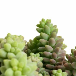Sedum Burrito - Donkey Tail -Garden Potted Plant Shop Sedum Burrito Donkey Tail DETAIL 2