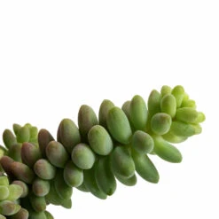 Sedum Burrito - Donkey Tail -Garden Potted Plant Shop Sedum Burrito Donkey Tail DETAIL 3
