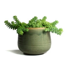 Sedum Burrito - Donkey Tail -Garden Potted Plant Shop Sedum Burrito Donkey Tail Iris Plant Pot Mint