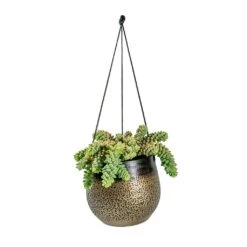 Mya Hanging Planter - Deep Champagne -Garden Potted Plant Shop Sedum Burrito Donkey Tail Mya Hanging Planter Deep Champagne e8ce3e30 a580 4f2d 8ee8 527acb552bed