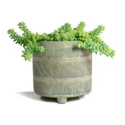 Sedum Burrito - Donkey Tail -Garden Potted Plant Shop Sedum Burrito Donkey Tail Nola Plant Pot Shiny Earth
