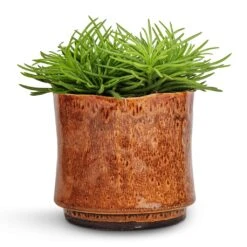 Nolan Plant Pot - Caramel -Garden Potted Plant Shop Senecio Himalaya Himalaya Groundsel 12x20cm Nolan Plant Pot Caramel 14x12cm