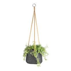 Senecio Peregrinus - String Of Dolphins -Garden Potted Plant Shop Senecio peregrinus String of Dolphins 15x25cm Patt Hanging Plant Pot Black Washed 20x17cm