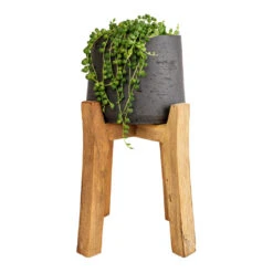 Patt Plant Pot - Tall Stand - Black Washed 16 Patt Plant Pot - Tall Stand - Black Washed -Garden Potted Plant Shop Senecio rowleyanus String of Pearls 12x20cm Patt Plant Pot Tall Stand Black Washed 23x34cm 8decf343 6070 461f a9ef c9ac37ac1145