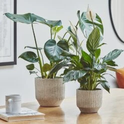 Garden Potted Plant Shop -Garden Potted Plant Shop Solento Plant Pot White Speckle 16 x 14cm 2