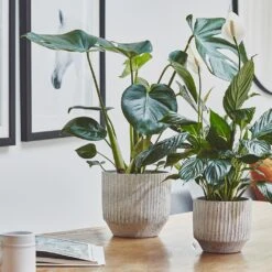 Solento Plant Pot - White Speckle -Garden Potted Plant Shop Solento Plant Pot White Speckle 16 x 14cm