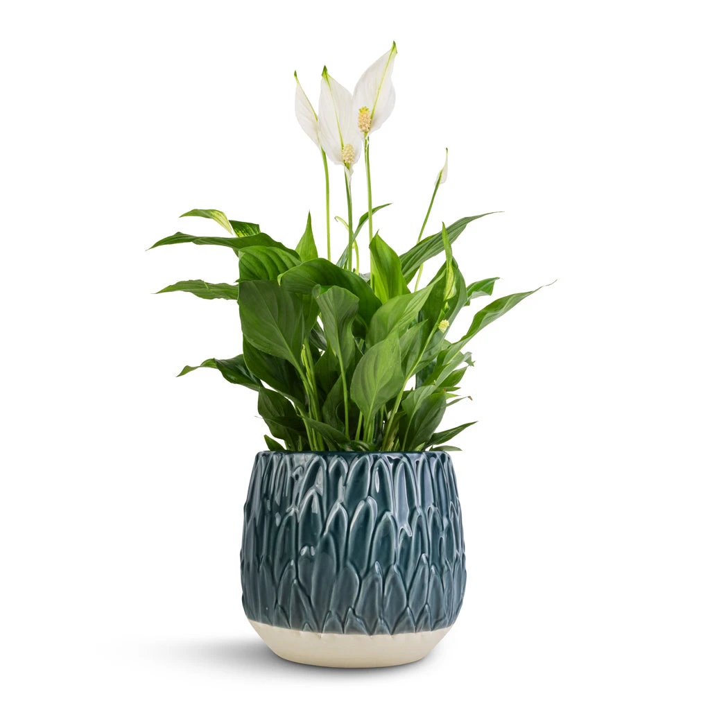 Arles Leaf Plant Pot - Teal 4 Arles Leaf Plant Pot - Teal - Image 4