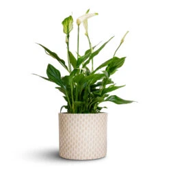 Lazzaro Plant Pot - Taupe Garland -Garden Potted Plant Shop Spathiphyllum Bellini Peace Lily 13x40cm Lazzaro Plant Pot Taupe Garland 15x13cm