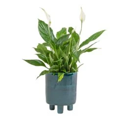 Pisa Plant Pot - Emerald -Garden Potted Plant Shop Spathiphyllum Bellini Peace Lily 13x40cm Pisa Plant Pot Emerald 20x24cm