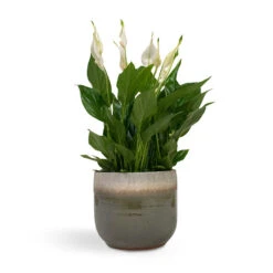 Tarra Plant Pot - Forest -Garden Potted Plant Shop Spathiphyllum Bellini Peace Lily 13x40cm Tarra Plant Pot Forest 17x15cm 43fc3f9c 184e 40fa bf70 d5c4f236e2e4