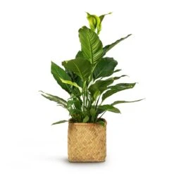 Kobe Bamboo Planter -Garden Potted Plant Shop Spathiphyllum Sebastiano Peace Lily 24x110cm Kobe Bamboo Planter 30x30x31cm 9994420a 7b7b 4587 a7cf b997cd5af6a4