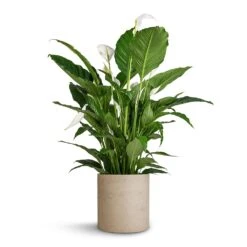 Max Plant Pot - Grey Washed -Garden Potted Plant Shop Spathiphyllum Sebastiano Peace Lily Max Plant Pot Grey Washed 30x30cm 35d78735 c772 4f21 906c 44c88db9a9ff
