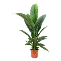 Spathiphyllum Sensation - Peace Lily -Garden Potted Plant Shop Spathiphyllum Sensation Peace Lily