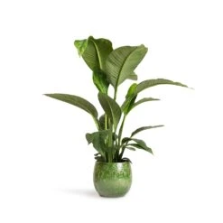 Aimee Plant Pot - Pear -Garden Potted Plant Shop Spathiphyllum Sensation Peace Lily 24x110cm Aimee Plant Pot Pear 33x28cm 984466bd b8dc 401a 94e1 3af83a1e6d91
