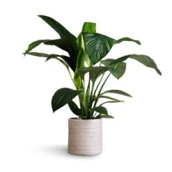 Spathiphyllum Sensation - Peace Lily -Garden Potted Plant Shop Spathiphyllum Sensation Peace Lily 24x110cm Angle Cylinder Plant Pot White 30x30cm 1 9fd008d8 7d02 4382 9f00 81e558f24d8f