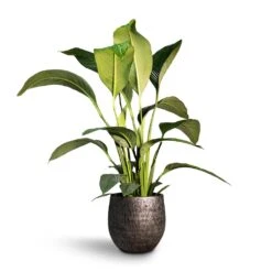 Spathiphyllum Sensation - Peace Lily -Garden Potted Plant Shop Spathiphyllum Sensation Peace Lily 24x110cm Evi Plant Pot Midnight Black35x32cm