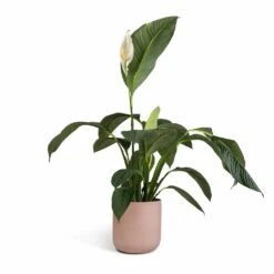 Spathiphyllum Sensation - Peace Lily -Garden Potted Plant Shop Spathiphyllum Sensation Peace Lily 24x120cm Lisbon Plant Pot Pink Clay 26x26cm 8c063182 6057 409c 87e7 9541ed1be840