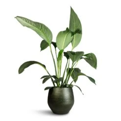 Spathiphyllum Sensation - Peace Lily -Garden Potted Plant Shop Spathiphyllum Sensation Peace Lily 24x120cm Noor Plant Pot Velvet Green 36x36cm