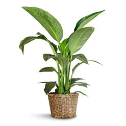 Spathiphyllum Sensation - Peace Lily -Garden Potted Plant Shop Spathiphyllum Sensation Peace Lily 24x120cm Sally Wikr Plant Basket Natural 41x29cm
