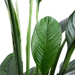 Spathiphyllum Sensation - Peace Lily -Garden Potted Plant Shop Spathiphyllum Sensation Peace Lily SWATCH 2
