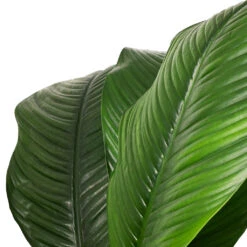 Spathiphyllum Sensation - Peace Lily -Garden Potted Plant Shop Spathiphyllum Sensation Peace Lily SWATCH
