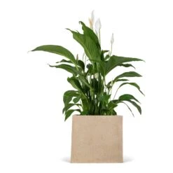 Raindrop Cube Planter - Stone -Garden Potted Plant Shop Spathiphyllum Sweet Lauretta Peace Lily 24x90cm Raindrop Cube Planter Stone 30x30x27cm 9676e8c7 85ca 4e31 9f7c dbced749a172