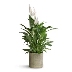 Azalea Ribbed Plant Pot - Speckled Green Stone -Garden Potted Plant Shop Spathiphyllum Vivaldi Peace Lily 17x70cm Azalea Ribbed Plant Pot Speckled Green Stone 20x20cm